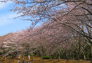 お花見外出